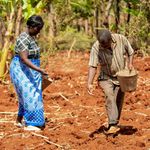 cropinsurance1