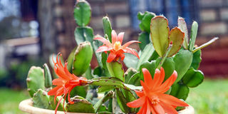 GARDEN-GIFTS-H