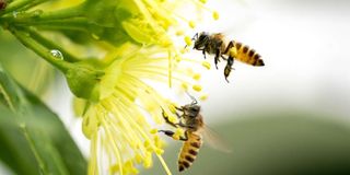 BEE2