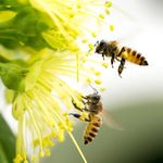 BEE2