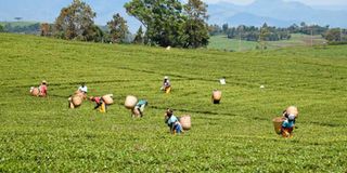 Tea-nandi