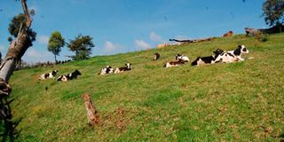 dairy-cow