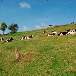 dairy-cow