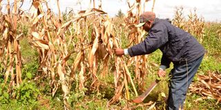 MAIZE-FARMING