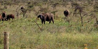 BUFFAlLO