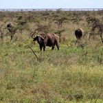BUFFAlLO