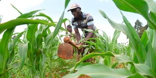 Farmer 