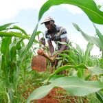 Farmer 