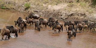maasai-mara