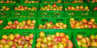 mangoes