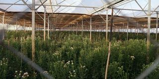 Flowers0403w