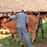cows