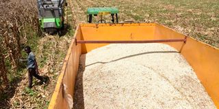 Maize2510l