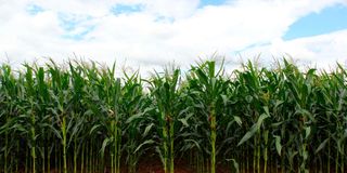 MAIZE_plantation