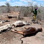 Livestock