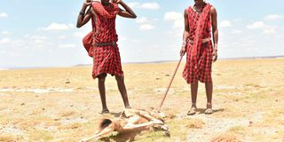 Dead wild animal at Amboseli National Park.