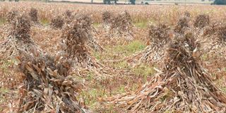Maize