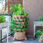 BDGarden