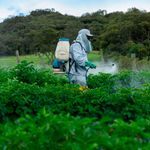BDPesticidespray