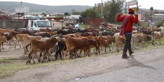 DNNAXDROUGHT2810d