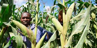 DnEldMaize2408g