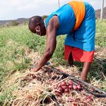 DNONIONFARMING0309r