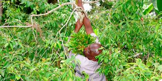 dnMunyaMiraa1006DDBG