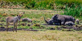 EndangeredspeciesEA(2)