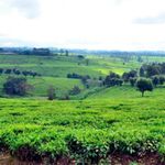 tea-farm (2)