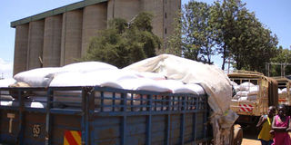 maize