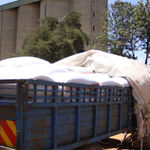 maize