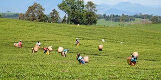 tea-nandi