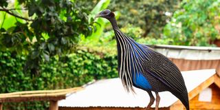 BDARJUN0105