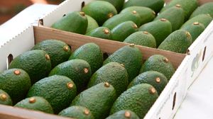 DnEldAvocado2311z