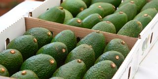 DnEldAvocado2311z