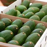 DnEldAvocado2311z