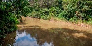 BDLNatureGardenm