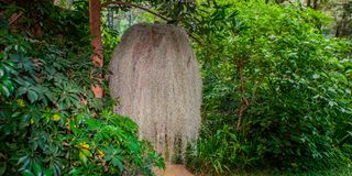 BDLNatureGardenp