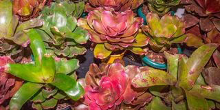 BDGARDENEXPOb