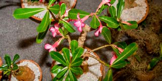 BDGARDENEXPOf