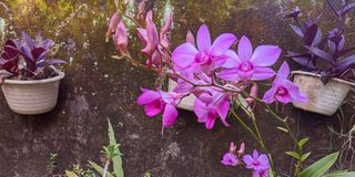 BDOrchid1