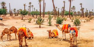 BDMOROCCO