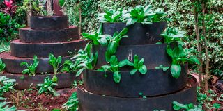 BDLGARDENKIMBOag