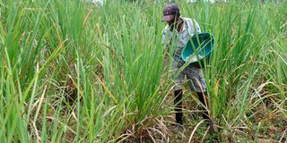 Sugarcane farm
