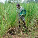 Sugarcane farm