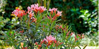 BDLOtienoGardena