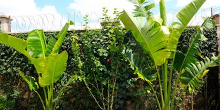 BDLOtienoGardenk