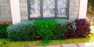 BDLOtienoGardenppl
