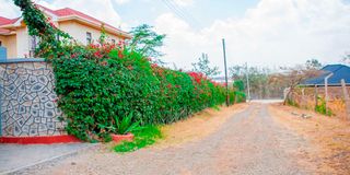 BDLROSEMURAYAae (1)