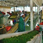 EAFoodprocessing3